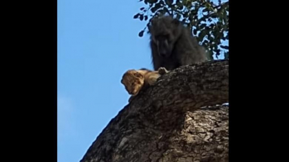Un babuin a rapit un pui de leu si a inceput sa-l ingrijeasca ca si cum ar fi al sau - VIDEO Un babuin a rapit un pui de leu si a inceput sa-l ingrijeasca ca si cum ar fi al sau - VIDEO