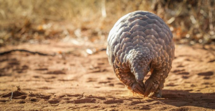 Ce este pangolinul, animalul de la care ar fi pornit epidemia de coronavirus din China Ce este pangolinul, animalul de la care ar fi pornit epidemia de coronavirus din China