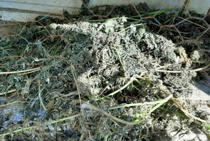Un tanar din Ungheni risca 15 ani de puscarie: a fost prins in timp ce vindea marijuana