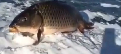 Inexplicabil! Crapul care a iesit pe "picioarele" lui la mal! Clipul care face inconjurul lumii - VIDEO Inexplicabil! Crapul care a iesit pe "picioarele" lui la mal! Clipul care face inconjurul lumii - VIDEO