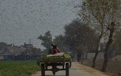 Invazie masiva a miliarde de lacuste in Africa de Est si Pakistan