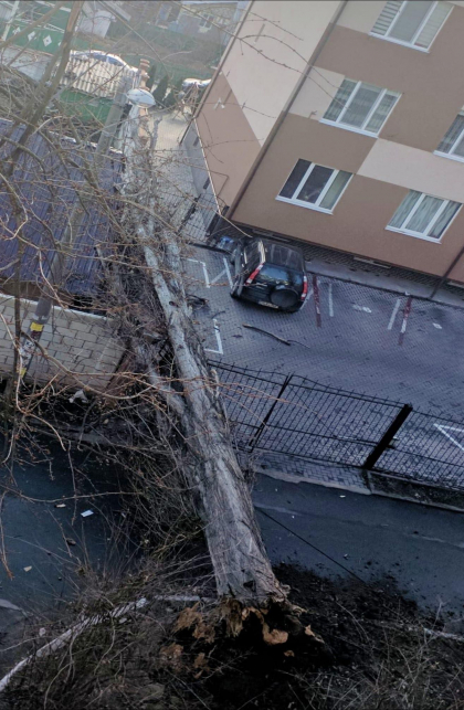 Un copac imens a cazut langa un bloc de locuit in sectorul Buiucani al capitalei - FOTO Un copac imens a cazut langa un bloc de locuit in sectorul Buiucani al capitalei - FOTO