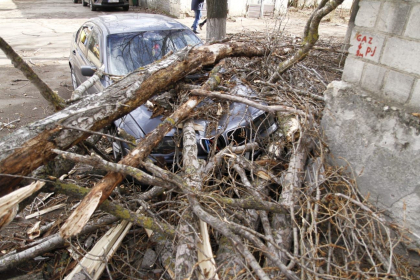 Vantul face ravagii in capitala. Un BMW a fost grav avariat, dupa ce un copac imens a cazut peste bolid - GALERIE FOTO