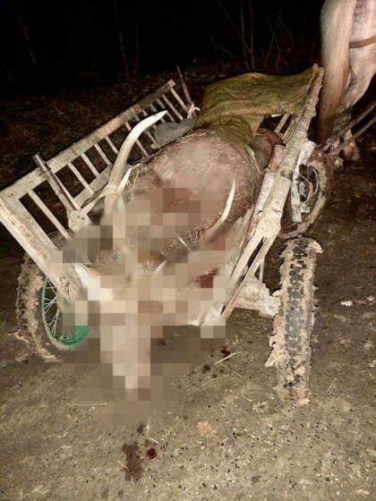 Un cerb, vanat ilegal in padurea rezervatiei „Codri”. Ce spune politia - FOTO