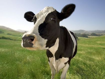 Cum arata vacile pe care oamenii le-au scos din campul muncii si le folosesc drept animale de companie - VIDEO Cum arata vacile pe care oamenii le-au scos din campul muncii si le folosesc drept animale de companie - VIDEO