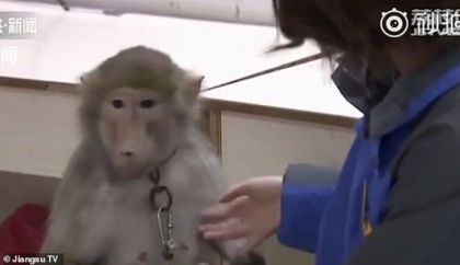 Imagini revoltatoare intr-o gradina zoologica. La ce chinuri a fost supusa o maimuta - VIDEO Imagini revoltatoare intr-o gradina zoologica. La ce chinuri a fost supusa o maimuta - VIDEO