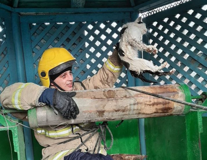 Misiune mai putin ordinara in Causeni. Angajatii IGSU au salvat de la ananghie o pisica - GALERIE FOTO