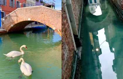 Efectul benefic al carantinei: pe canalele din Venetia au aparut lebedele si delfinii - VIDEO/FOTO