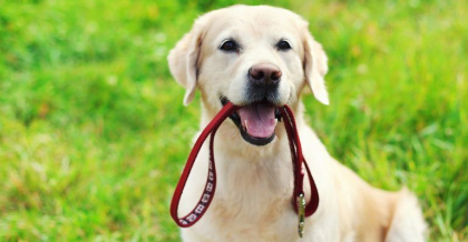 Primaria Chisinau solicita opinia cetatenilor referitor la locurile unde ar putea fi plimbate animalele de companie