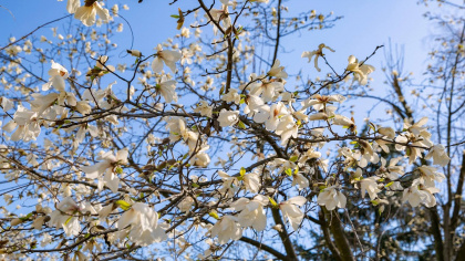 Desi ziua vom avea maxime generoase de pana la 16 grade, codul galben de ingheturi pe timp de noapte, ramane in vigoare. Cum va fi vremea in urmatorele zile - FOTO
