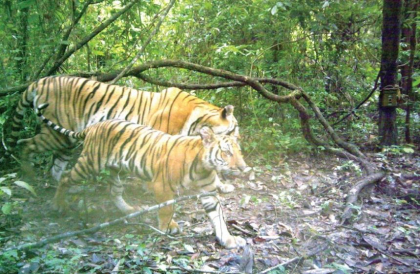 O femela de tigru malaezian de la gradina zoologica din Bronx, testata pozitiv cu coronavirus