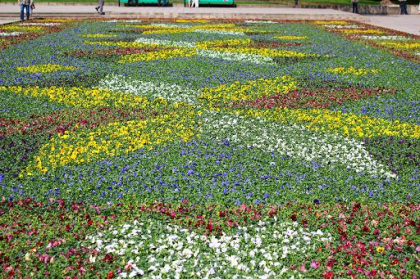 Peste 7 milioane de lei alocati pentru saditul florilor in capitala, asta in timp ce primaria strange donatii pentru spitale in lupta cu Covid-19. Codreanu: "Oamenii din putinul lor, acum - in perioada de criza pandemica - doneaza"