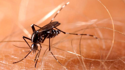 Raspunsul categoric la intrebarea „Pot tantarii transmite noul coronavirus?”. De ce trebuie de fapt sa va feriti
