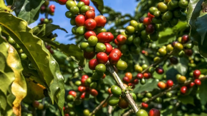Efectele neasteptate ale pandemiei de coronavirus. Pretul cafelei a crescut