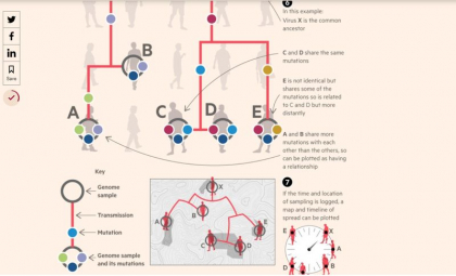 A fost realizat "arborele genealogic" al coronavirusului. Harta mutatiilor Sars-CoV-2, cheia pentru a tine sub control noul virus, arata cu certitudine ca boala a aparut la mijlocul lui noiembrie