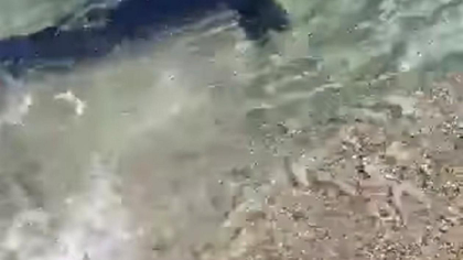 Imagini rare in Italia. Un rechin albastru a fost filmat in timp ce inota in apropierea tarmului - VIDEO