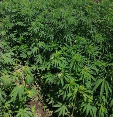 Peste 500 de plante de canepa, ascunse printre randuri de floarea-soarelui, la Cahul. Ce spun oamenii legii - FOTO Peste 500 de plante de canepa, ascunse printre randuri de floarea-soarelui, la Cahul. Ce spun oamenii legii - FOTO