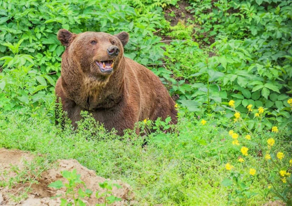 Ursul din Gradina Zoologica din capitala se muta intr-un loc mai spatios. Anuntul facut de Ruslan Codreanu - FOTO