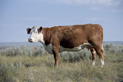 O localitate din raionul Calarasi - in carantina, dupa ce a fost depistat un caz de rabie la o bovina