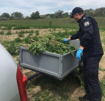 30 de ari cu plante de canepa, gasite intr-un sat din Anenii Noi. Suspect - un barbat din localitate - VIDEO 30 de ari cu plante de canepa, gasite intr-un sat din Anenii Noi. Suspect - un barbat din localitate - VIDEO