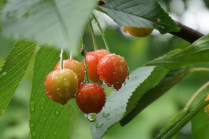 Codul galben de canicula - valabil si astazi in toata tara. Unde va ploua. Prognoza meteo - FOTO