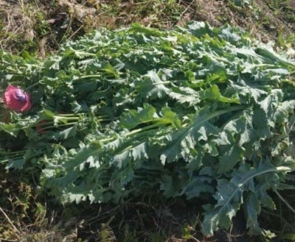 Plante de canepa si mac in gradinile unor localnici din Cahul, iar doi soferi au fost prinsi drogati la volan. Cati ani de puscarie risca - FOTO/VIDEO