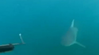 Doi adolescenti din Australia si-au filmat intalnirea periculoasa cu un rechin - VIDEO Doi adolescenti din Australia si-au filmat intalnirea periculoasa cu un rechin - VIDEO