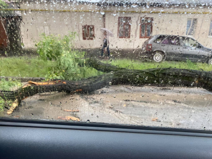 Ploaia si vantul puternic au provocat daune in capitala. Un copac a cazut pe sosea, blocand traficul - FOTO