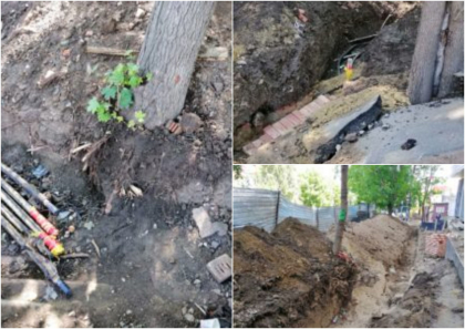 O persoana cu functie de raspundere din Chisinau, amendata cu 6000 de lei pentru vatamarea a trei copaci O persoana cu functie de raspundere din Chisinau, amendata cu 6000 de lei pentru vatamarea a trei copaci