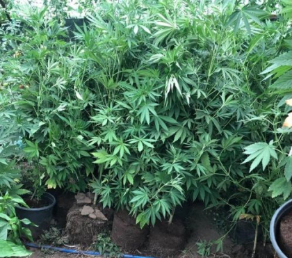 Plante de canepa, gasite de politisti in gospodariile a doi locuitori ai satului Pascani. Ce risca cei doi barbati - FOTO Plante de canepa, gasite de politisti in gospodariile a doi locuitori ai satului Pascani. Ce risca cei doi barbati - FOTO