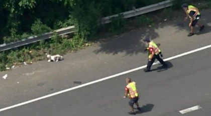 Un catel le-a dat mari batai de cap politistilor. De ce a fost urmarit pe autostrada de zeci de agenti