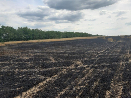 7 ha de grau au fost distruse de flacari, la Donduseni - GALERIE FOTO