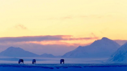 Record absolut de caldura in arhipelagul norvegian Svalbard, situat in regiunea arctica Record absolut de caldura in arhipelagul norvegian Svalbard, situat in regiunea arctica