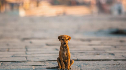 Dupa ce i-au folosit in timpul carantinei pentru a putea iesi din casa, spaniolii isi abandoneaza acum cainii Dupa ce i-au folosit in timpul carantinei pentru a putea iesi din casa, spaniolii isi abandoneaza acum cainii