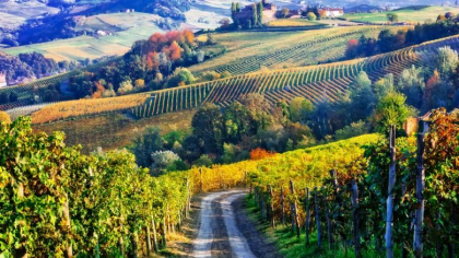 Viticultorii italieni au nevoie de 100.000 de romani pentru recoltare si sunt disperati din cauza carantinei: Platim noi testele