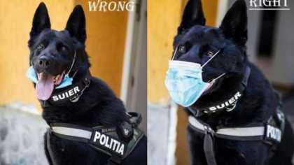 Fotografie virala pe Facebook: Cainele politist Suier arata cum se poarta corect masca de protectie Fotografie virala pe Facebook: Cainele politist Suier arata cum se poarta corect masca de protectie