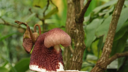 O planta extrem de rara a inflorit pentru prima data, dupa zece ani de ingrijire - FOTO
