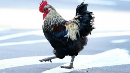 Un italian a fost amendat cu 166 € din cauza cocosului care "i-a terorizat" pe vecini Un italian a fost amendat cu 166 € din cauza cocosului care "i-a terorizat" pe vecini