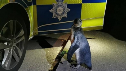 Politisti din Marea Britanie au gasit un pinguin care mergea pe mijlocul drumului Politisti din Marea Britanie au gasit un pinguin care mergea pe mijlocul drumului