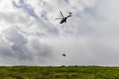 Un elvetian a schimbat expresia “cand o zbura porcul” cu una mai potrivita si anume: “cand o zbura vaca”. Omul a coborat animalul ranit de pe munte cu un elicopter - VIDEO Un elvetian a schimbat expresia “cand o zbura porcul” cu una mai potrivita si anume: “cand o zbura vaca”. Omul a coborat animalul ranit de pe munte cu un elicopter - VIDEO