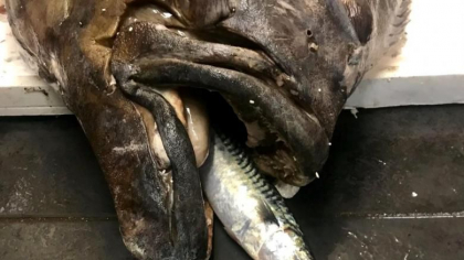 Cum arata pestele „monstru” de 135 de kilograme si aproape 3 metri prins de un pescar. Suma cu care l-a vandut