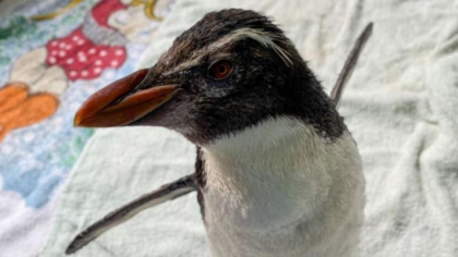 Singurul pinguin cu creasta din Australia se uita la desene animate pentru a-si alunga tristetea
