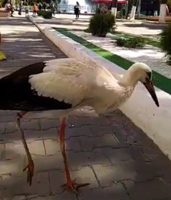 Momentul in care un cocostarc se plimba liber pe strazile din Balti - surprins de trecatori - VIDEO Momentul in care un cocostarc se plimba liber pe strazile din Balti - surprins de trecatori - VIDEO