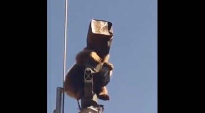 Incident inedit in Turcia. Cum a reusit un urs sa “invadeze” o baza militara Incident inedit in Turcia. Cum a reusit un urs sa “invadeze” o baza militara