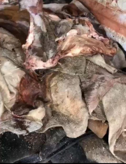 Un microbuz cu peste doua tone de piele de bovina, stopat la Criuleni. Soferul urma sa transporte ilegal marfa in UE - VIDEO