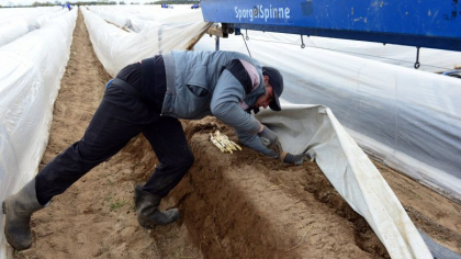 Un fermier austriac risca inchisoarea, dupa ce autoritatile au aflat cu cat isi platea muncitorii romani Un fermier austriac risca inchisoarea, dupa ce autoritatile au aflat cu cat isi platea muncitorii romani
