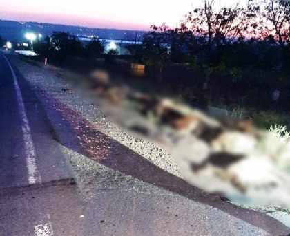 Un sofer a intrat cu masina intr-o turma de oi, la Ialoveni. 19 ovine au murit, iar alte 6 au fost ranite. Ce risca barbatul