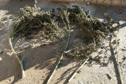 Perchezitii la Glodeni. Un cetatean strain - retinut. Ce au gasit oamenii legii - GALERIE FOTO Perchezitii la Glodeni. Un cetatean strain - retinut. Ce au gasit oamenii legii - GALERIE FOTO