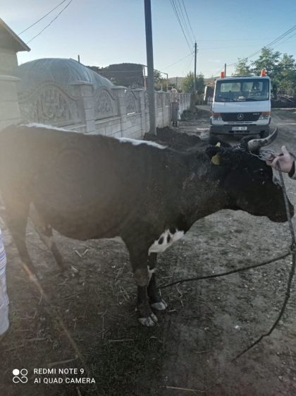 Misiune neobisnuita pentru salvatorii din Ialoveni. Cum au scos o bovina de 300 de kilograme dintr-o fantana de trei metri adancime - GALERIE FOTO Misiune neobisnuita pentru salvatorii din Ialoveni. Cum au scos o bovina de 300 de kilograme dintr-o fantana de trei metri adancime - GALERIE FOTO