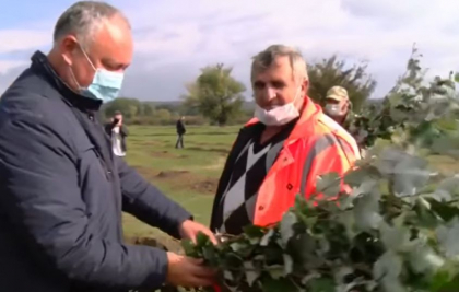 Start campaniei de inverzire a plaiului, in campanie electorala: Igor Dodon a plantat copaci, la Ungheni - VIDEO Start campaniei de inverzire a plaiului, in campanie electorala: Igor Dodon a plantat copaci, la Ungheni - VIDEO